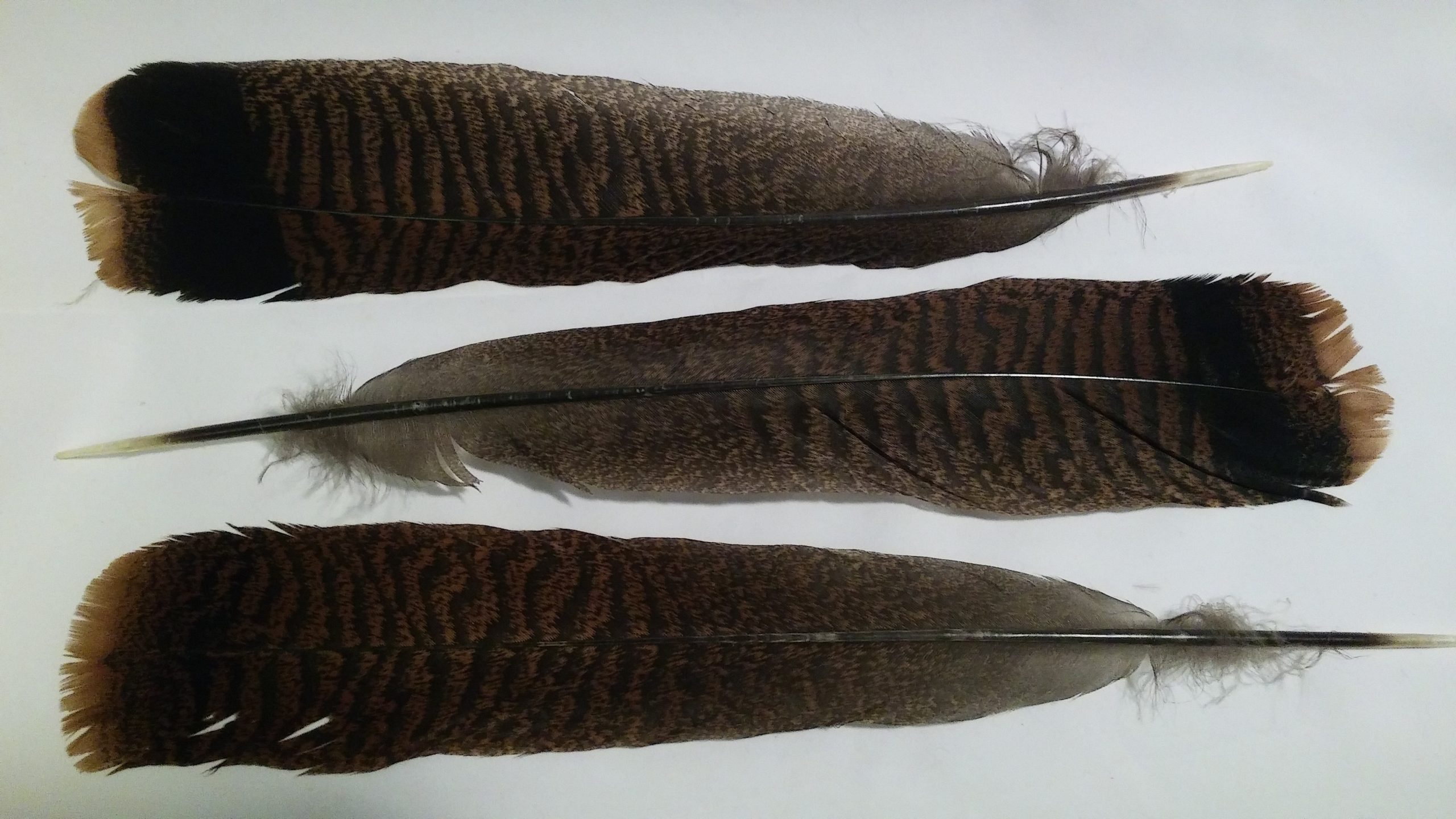 Turkey Tail Feather 14 16 LVSAGE