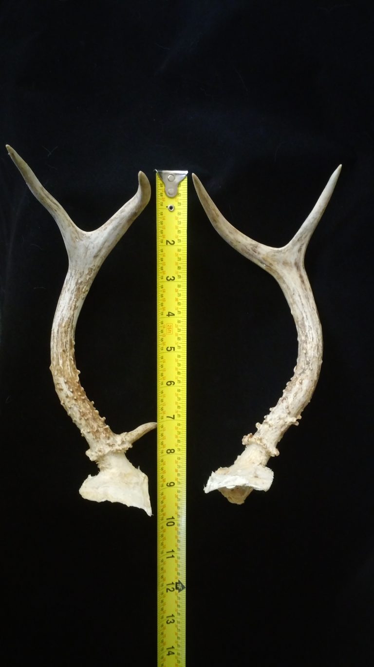 Whitetail Antlers LVSAGE